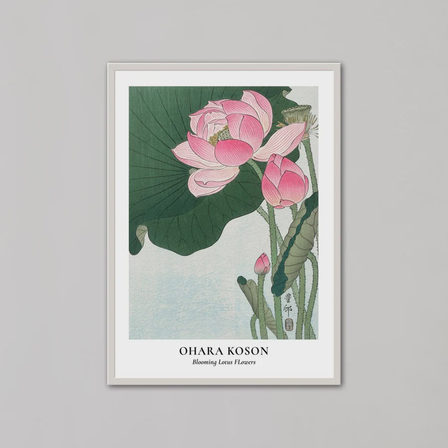 Blooming Lotus Flowers | A1 | White Box Frame