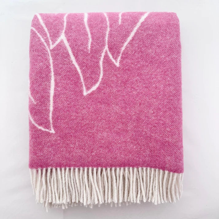 Nordic Chill | Protea | Rosa