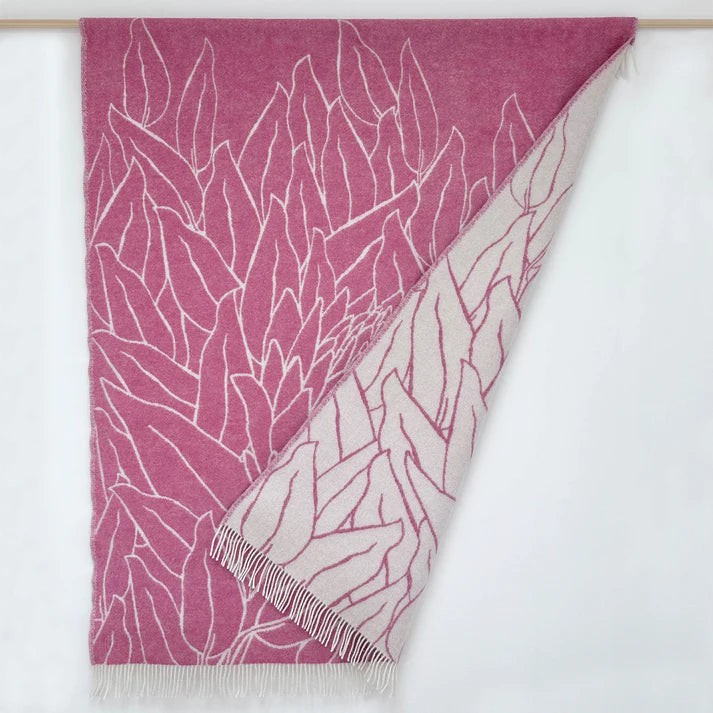 Nordic Chill | Protea | Rosa