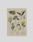 Father Rabbit | Tea Towel Botanical Collection